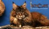 images_MAIN_COON_IRON.jpg