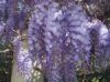 wisteria01.jpg