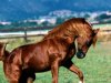 slike-konji-horses-photo01.jpg