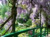 wisteria-bridge.jpg