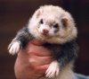 ferret1.jpg