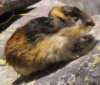 205px-Lemming.jpg