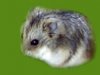 hamster081 campbell.jpg