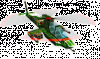 helicopter1.gif