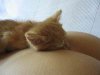 Resize of restbutt.jpg
