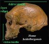 heidelbergensis.jpg