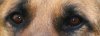 Ayce_eyes.jpg