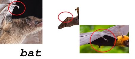 bat.jpg