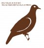 pigeon copy.jpg