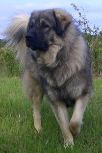Sarplaninac_front.jpg