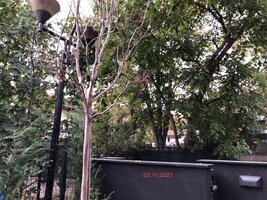 IMG_8229.jpeg