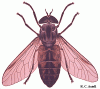 obad1.gif