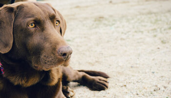 animal-dog-pet-brown-696x398.jpg