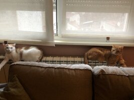 IMG_2268.jpeg