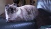 300px-TCA_Himalayan_cat_-_side.jpg