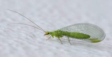 Crisopid_July_2013-9a.jpg