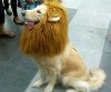 dog-lion-mane-wig.jpg