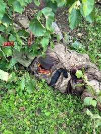 IMG_4512.jpeg