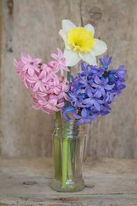 zumbul narcis buket.jpg