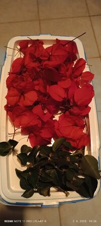 IMG_20250602_002643.jpg
