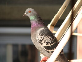 IMG_3878.JPG