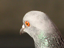 IMG_3879 high pass.jpg
