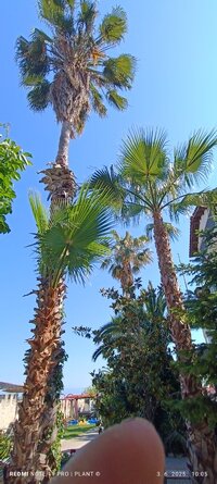 IMG_20250603_100508.jpg