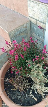 IMG_20250606_093038.jpg