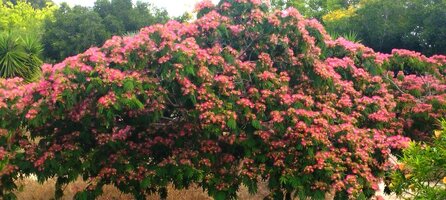IMG_20250610_142600.jpg