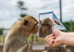 editorial-use-only-monkey-admires-260nw-1456298612.jpg
