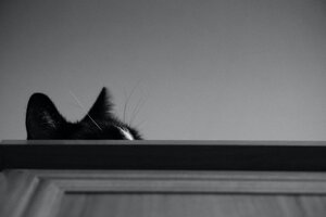 cat-wardrobe-bw-kitty-78080.jpeg