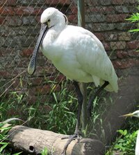 1200px-Platalea_leucorodia,_Belgrade_Zoo.jpg