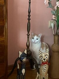 IMG_6549.jpeg
