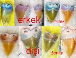 nos tigrica.jpg