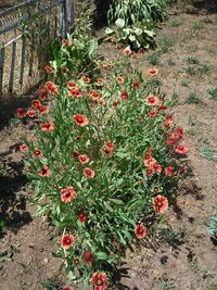 IMG_0960.jpg