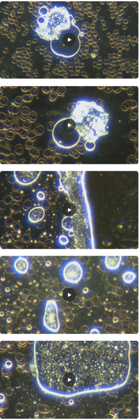 Screenshot 2025-07-12 at 15-54-41 Nanorobots Building Mesogens Polymers And Hydrogel Mesh Netw...png