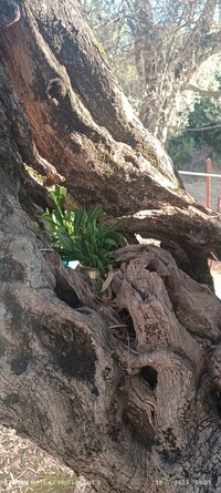 IMG_20250718_080320.jpg