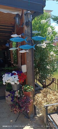 IMG_20250718_115334.jpg