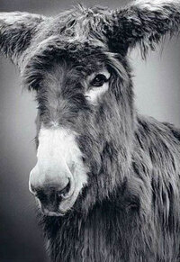 Animal-Pencil-Drawing-Art-by-Paul-Lung-6.jpg
