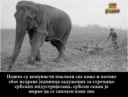 слон.jpg