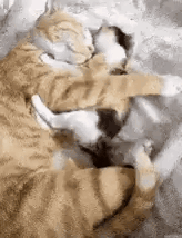 gatos.gif