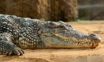 nile-crocodile-crocodylus-niloticus-zoo-60644.jpg