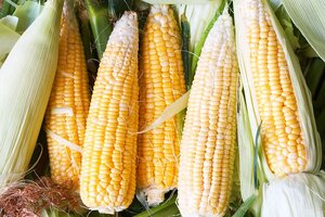 ms-corn-getty-445a91636ee3408d81fe82557e14838b.jpg