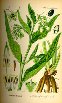 Illustration_Symphytum_officinale0.jpg