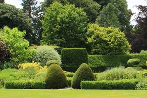 ms-hedges-tree-39bbf75f8a644dbd84f797d808c94667.jpg