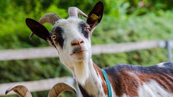 688z387_goat-5039018_640.jpg
