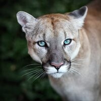1puma.jpg