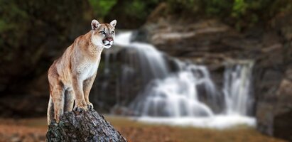 1puma2.jpg