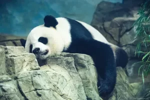lethargic-sleeping-panda-k86np04w0kegyhfl.webp