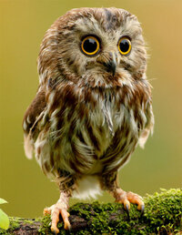 cute-owl.jpg